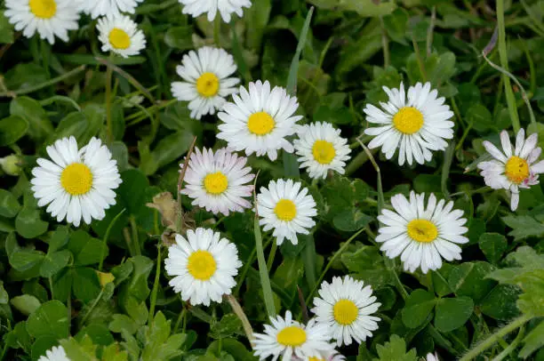 Daisy (Bellis perennis)