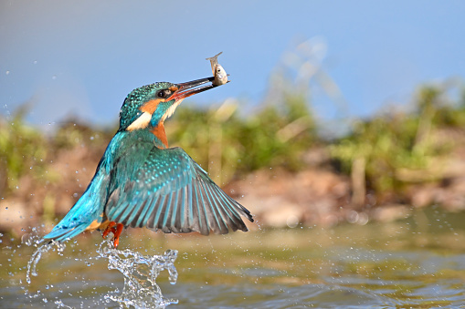 Kingfisher fishing (Alcedo atthis)