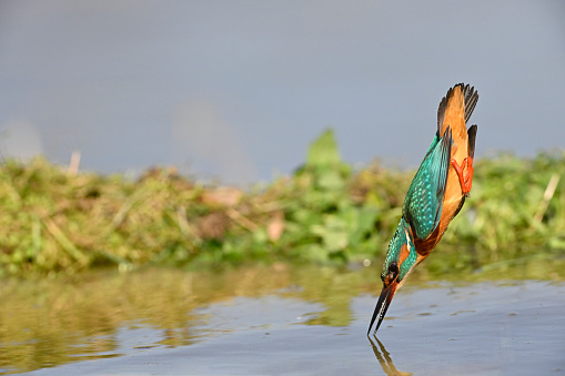 Kingfisher diving into water
