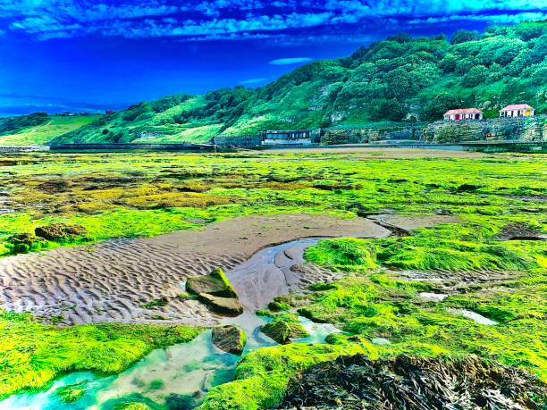 zielone wzgórza i widok na wybrzeże - scenics coastline uk moss zdjęcia i obrazy z banku zdjęć