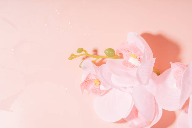 istock Blooming orchid close-up on pink background 1368230919