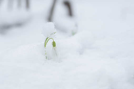 Snowdrop in deep snow. Latin name Leucojum vernum