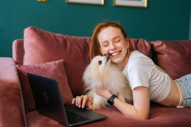 abgeschnittene aufnahme einer lachenden jungen frau, die auf einem bequemen sofa mit weißem, hübschem spitz-hund liegt und einen laptop mit geschlossenen augen benutzt. - spitz type dog fotos stock-fotos und bilder