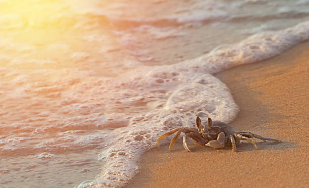 istock Crustacean crab claw on sand beach with sea wave 1368232638