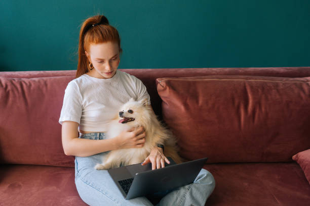 vista ad alto angolo della giovane donna rossa focalizzata che usa la digitazione sul computer portatile seduta su un comodo divano che coccola il simpatico piccolo cane da compagnia spitz bianco. - spitz type dog immagine foto e immagini stock