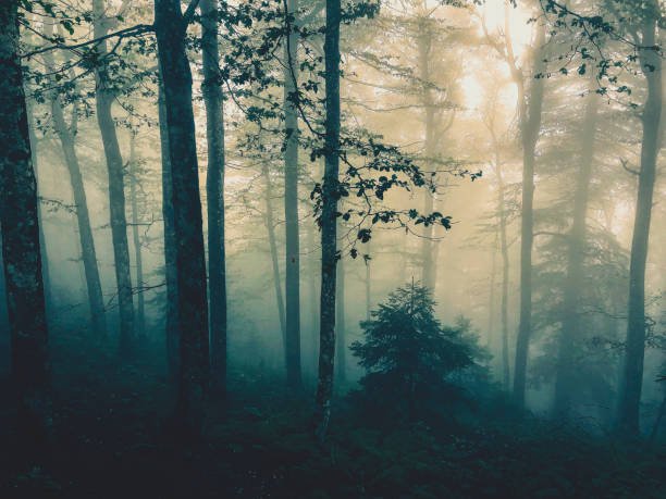 istock The Black Forest in Germany with fog. 1368232885