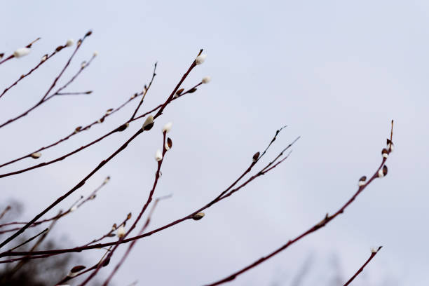 istock two pussy willow twigs with white buds at cloudy sky 1368233175