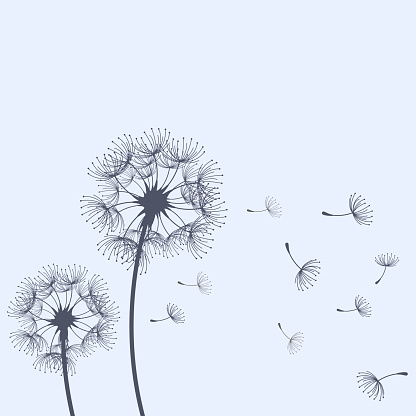 Dandelion blowing and scatter flying seeds, blowball flower silhouette, vector
