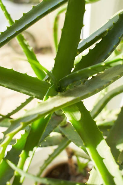 istock Close up a aloe vera plant. Room plants 1368233874