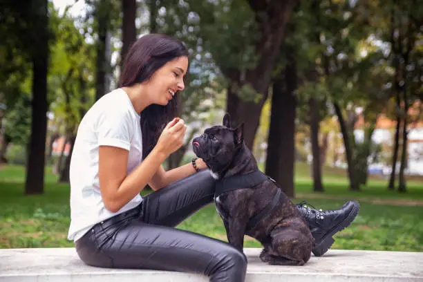 Young Woman, long hair, brunette, playing with her french bulldog in the park