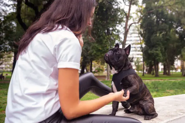 Young Woman, long hair, brunette, playing with her french bulldog in the park