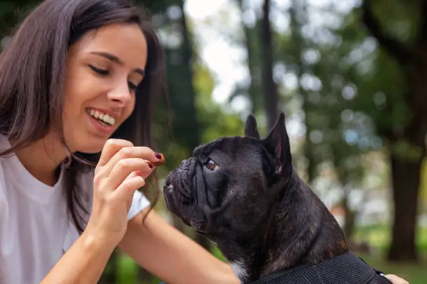 Young Woman, long hair, brunette, playing with her french bulldog in the park