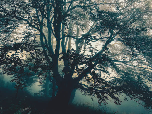 istock Trees in the Black Forest in Germany with fog. 1368234338