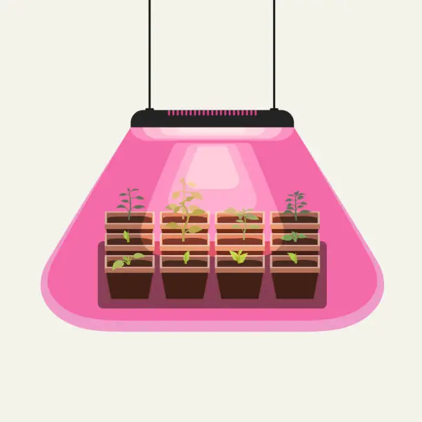 Vector illustration of Growing seedlings under the lamp for the garden.