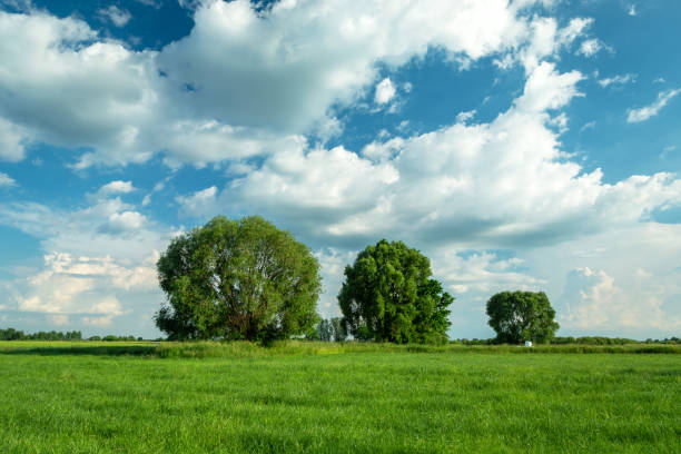 istock Trees in the meadow and clouds on the sky 1368234801