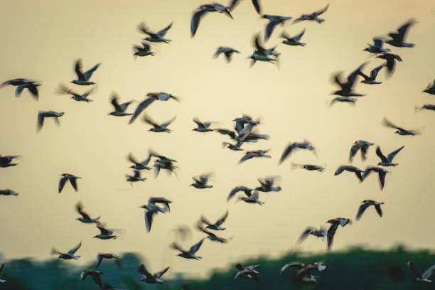 istock A flock of black-headed gulls in flight - blur effect 1368234811