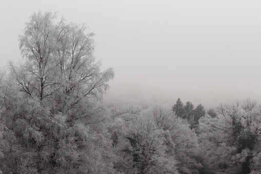 in the limousine countryside, in winter, fog envelops the treetops and covers the canopy of frost