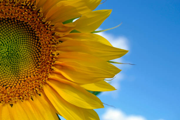 istock Sunflowers. Sky. The sun 1368235935