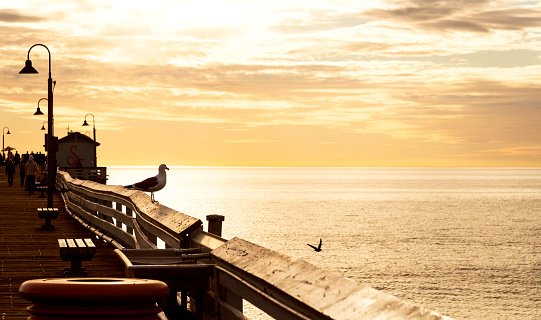 Seagull sits on pier rail and takes in golden sunset over Pacific Ocean at San Clemente Pier, California