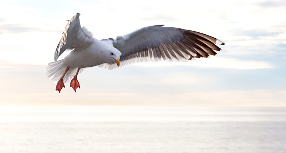 white seagull flies in front of dark blue sky