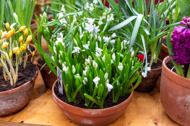 istock Beautiful spring little white flowers. Scilla alba 1368236949