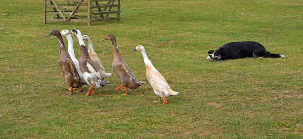 Ducks being herded by a Border Collie Dog.
