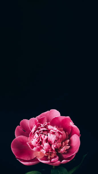 istock Pink peony on black background 1368237250