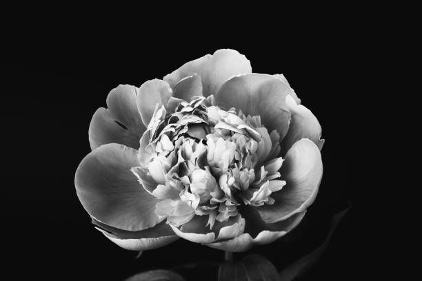 istock Peony closeup. Black and white photo 1368237293