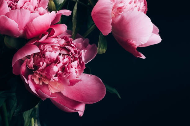 istock Pink peony on black background 1368237317