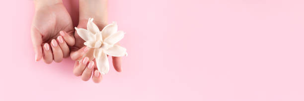 Female hands with natural nude nails and flower header Female hands with beautiful natural manicure - pink nude nails with white dried flower on pink background. Nail care header. Wide screen, panoramic web banner with copy space for design nail salon stock pictures, royalty-free photos & images