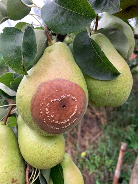 istock Rotten pear hanging on a branch. Pear fruit disease. 1368238721