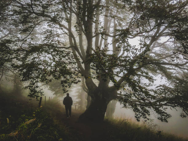 istock I walk under a big tree in the strong fog. 1368239184