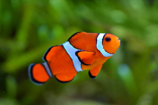 clown fish close-up of a clown fish also called anemonefish. tropical fish closeup stock pictures, royalty-free photos & images