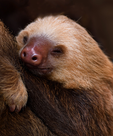 close-up portrait of a young two-toed sloth in costa rica