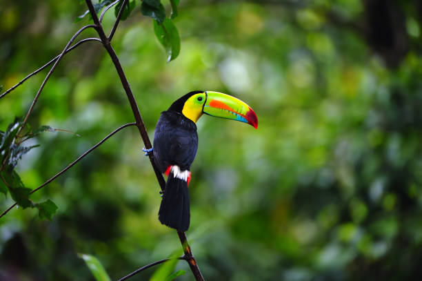 istock keel-billed toucan in costa rica 1368239932