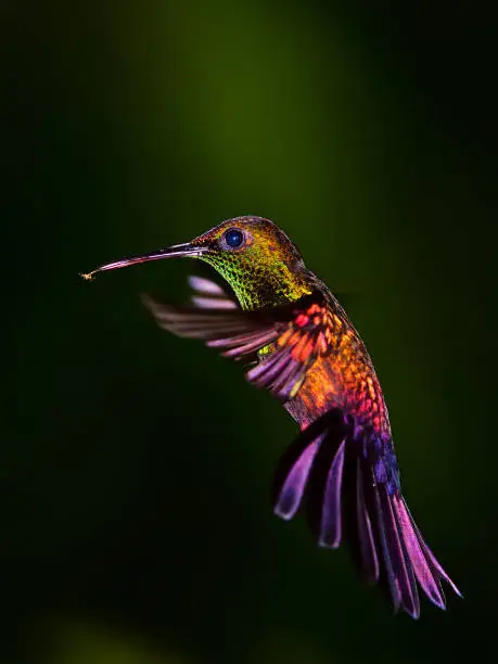 close-up of a hummingbird in flight in costa rica with an insect in its beak.