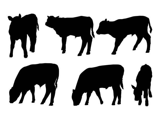 Calf Beef Cattle Silhouettes A group of young beef calf silhouettes on a white background. Some of these livestock are male newborn calves. herd of cows stock illustrations