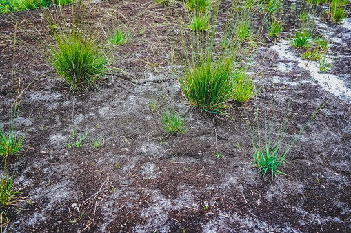 A dry moor soil in summer.