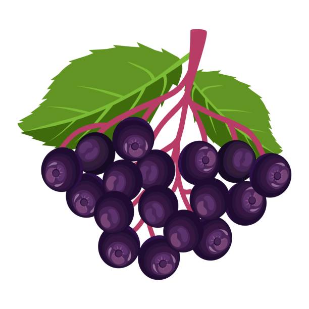 엘더베리. 덤불 식물 - elderberry stock illustrations