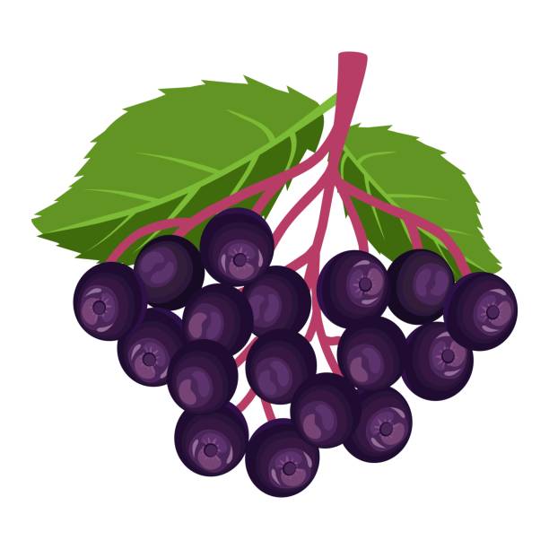 Elderberry. A bushy plant Round black nectar. Medicinal, ornamental plant. Vector. Close-up sambucus nigra stock illustrations