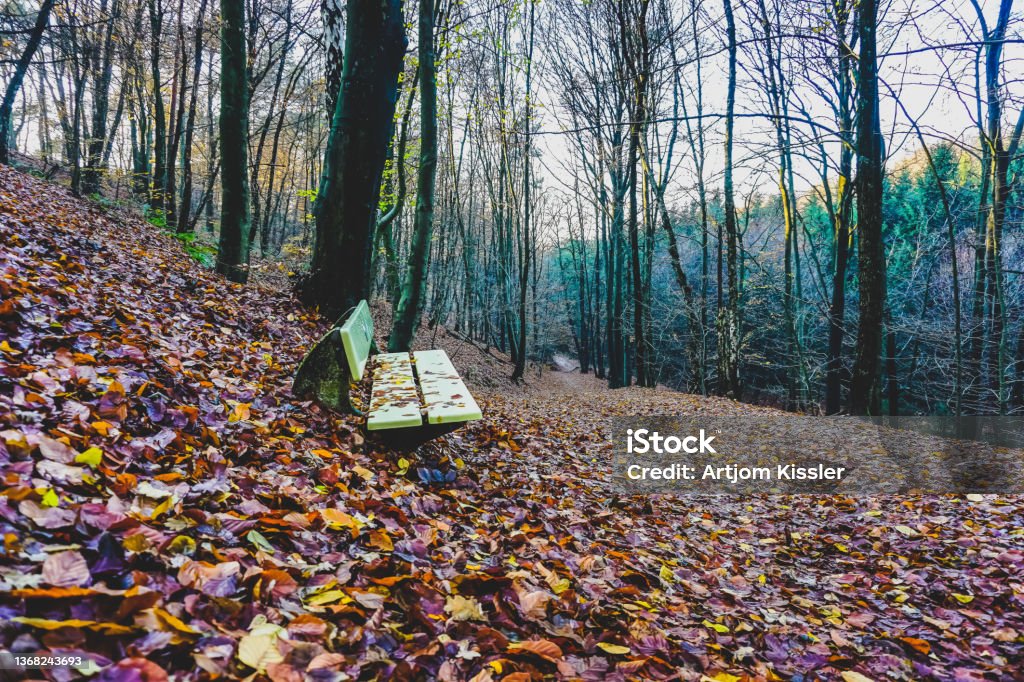 A bench in a forest in autumn in Germany also called "Teutoburg Forest". Alley Stock Photo