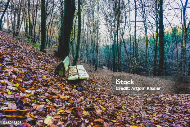 A Bench In A Forest In Autumn In Germany Also Called Teutoburg Forest Stock Photo - Download Image Now