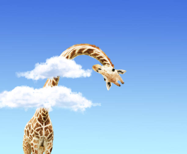 Giraffe with open mouth above white clouds on blue sky background