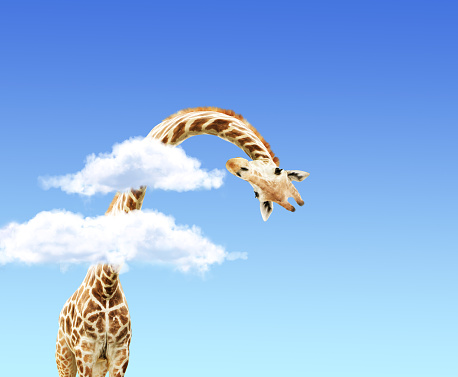 Giraffe face head hanging upside down. Curious gute giraffe peeks from above clouds. Fantastic scene with huge giraffe coming out of the cloud