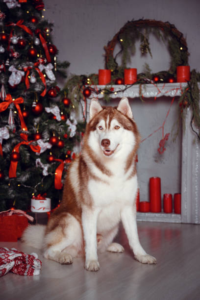 istock Family in a New Year's interior 1368244131