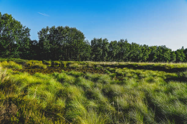 View of the moorland in Germany.