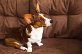 A thoroughbred dog is sitting on the couch. Welsh corgi Pembroke. Pets