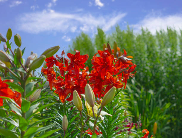 istock A view of blooming red lilies against a blue sky with clouds. 1368247255