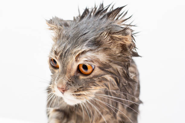 istock Wet cat after a shower or a bath 1368248130