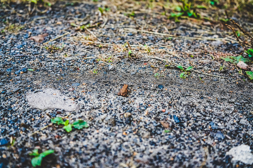 A small frog on a stony ground.